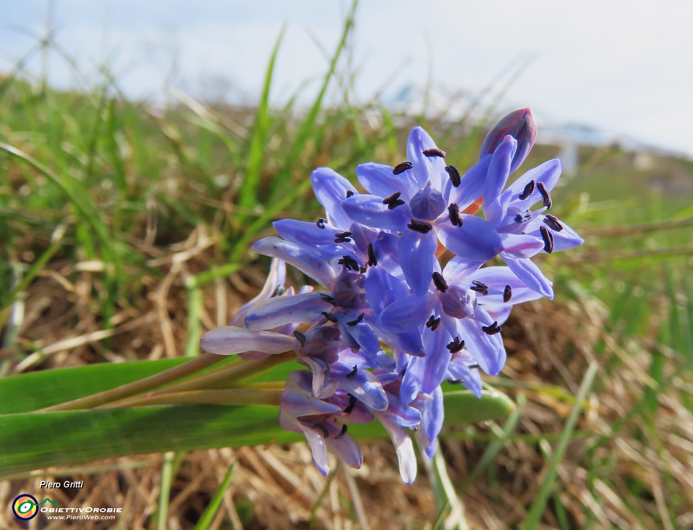 14 Scilla bifolia (Scilla silvestre) .JPG